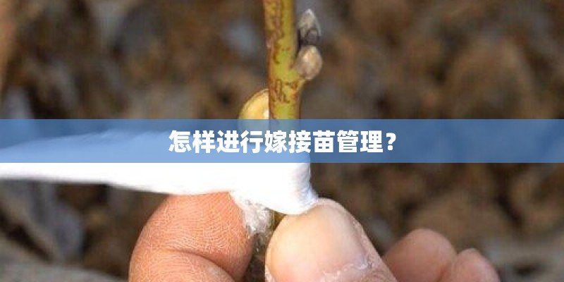 怎样进行嫁接苗管理？
