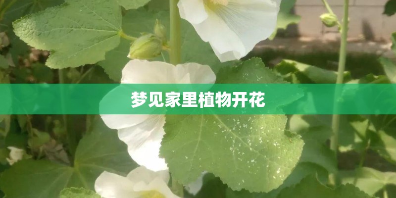 梦见家里植物开花