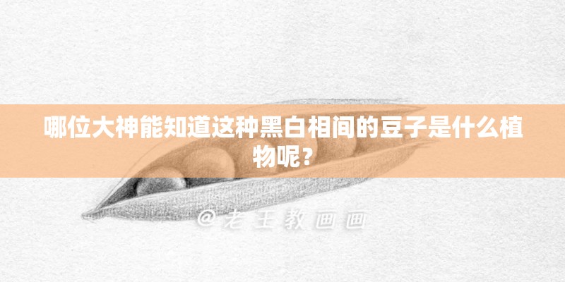 哪位大神能知道这种黑白相间的豆子是什么植物呢？
