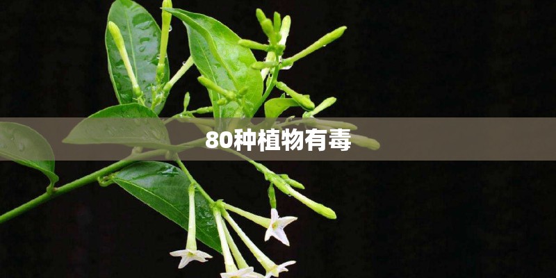 80种植物有毒