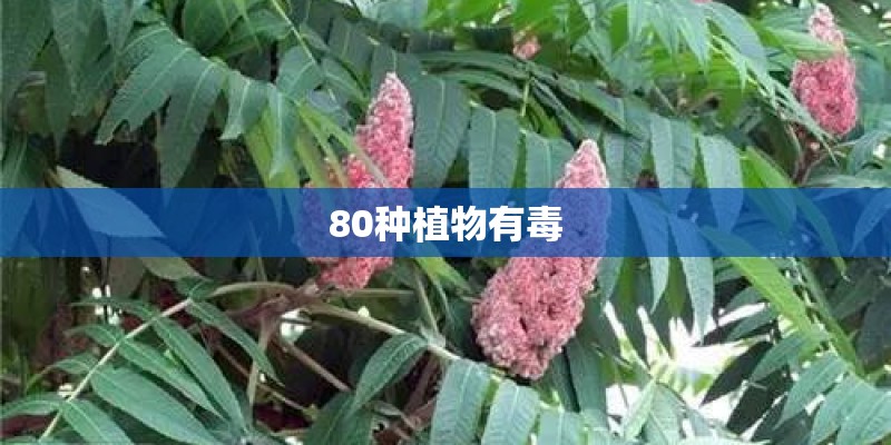 80种植物有毒