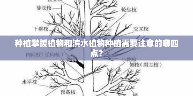 种植攀援植物和滨水植物种植需要注意的哪四点？