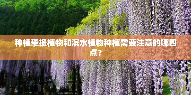 种植攀援植物和滨水植物种植需要注意的哪四点? 种植攀援植物和滨水植物种植需要注意的哪四点?
