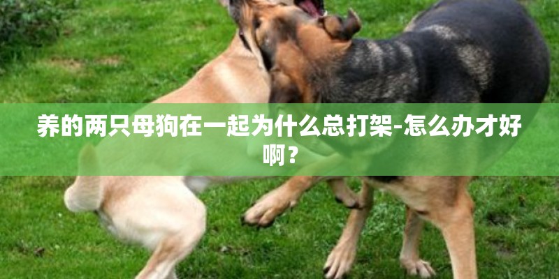 养的两只母狗在一起为什么总打架-怎么办才好啊？
