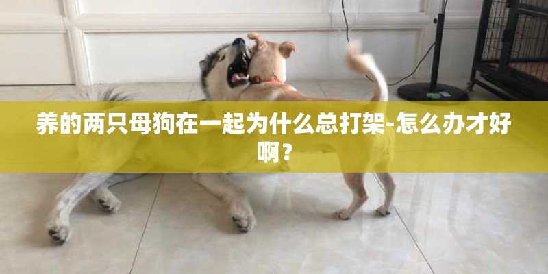 养的两只母狗在一起为什么总打架-怎么办才好啊？
