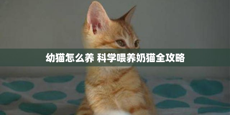 幼猫怎么养 科学喂养奶猫全攻略