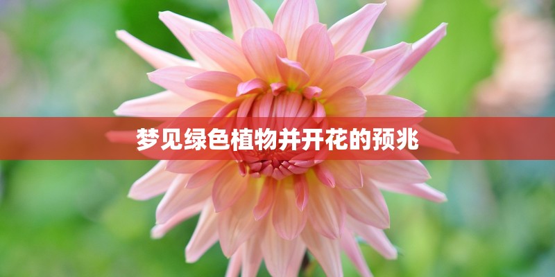 梦见绿色植物并开花的预兆 梦见绿色植物并开花的预兆