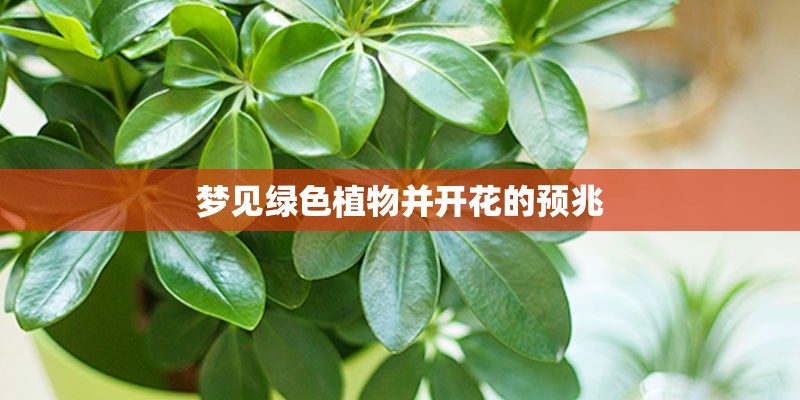 梦见绿色植物并开花的预兆 梦见绿色植物并开花的预兆