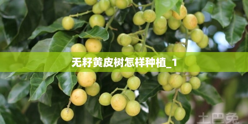 无籽黄皮树怎样种植_1