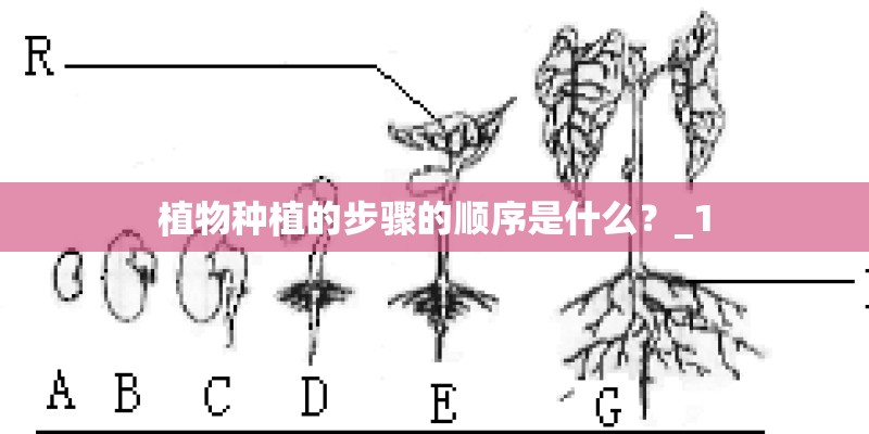 植物种植的步骤的顺序是什么？_1