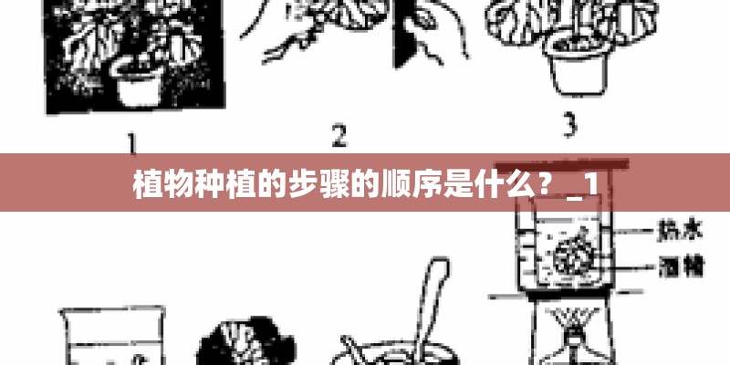 植物种植的步骤的顺序是什么？_1