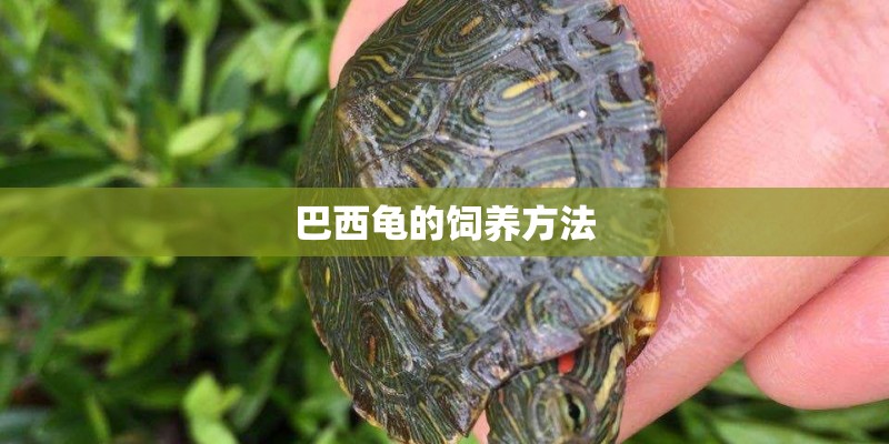 巴西龟的饲养方法