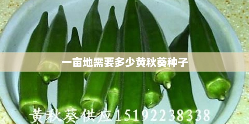 一亩地需要多少黄秋葵种子