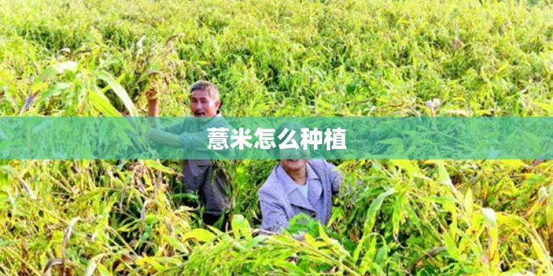 薏米怎么种植