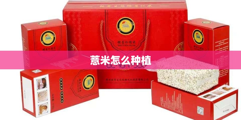 薏米怎么种植