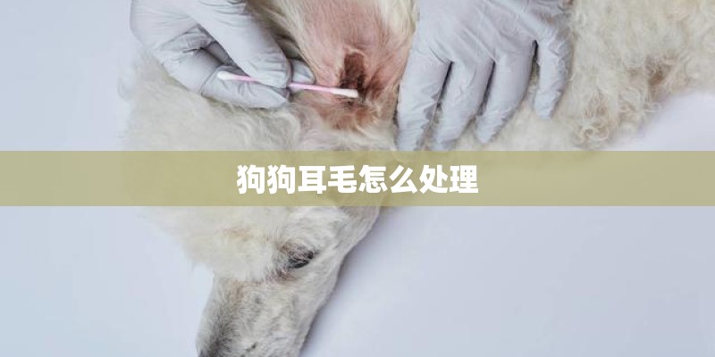 狗狗耳毛怎么处理