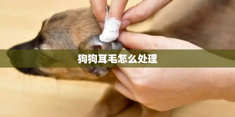狗狗耳毛怎么处理