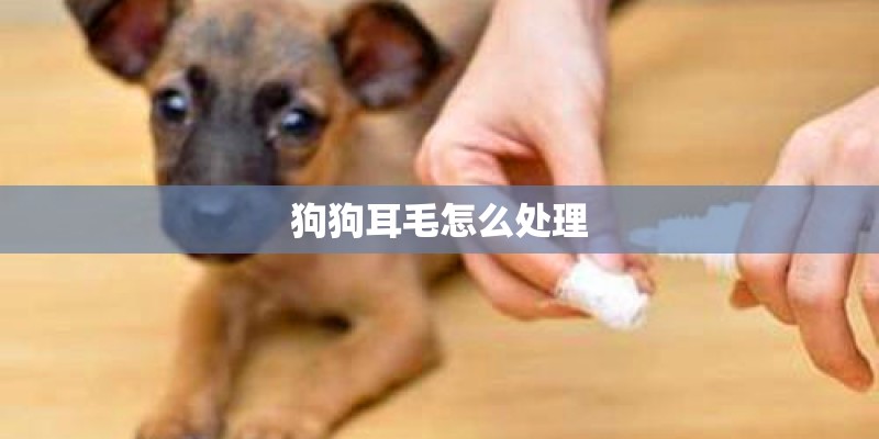 狗狗耳毛怎么处理