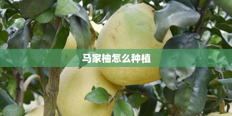 马家柚怎么种植