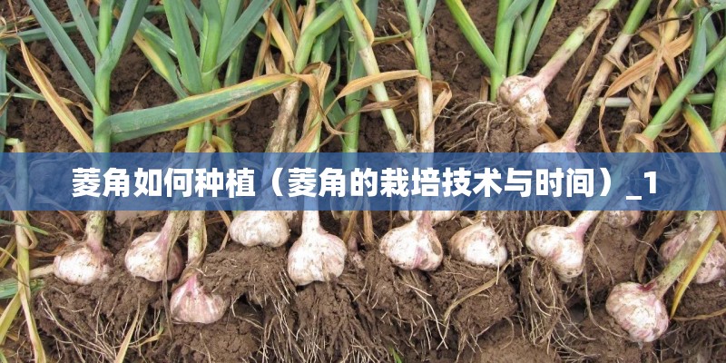 有哪些耐阴耐寒的花草? 有哪些耐阴耐寒的花草?