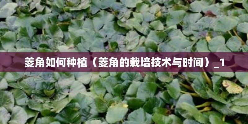 菱角如何种植（菱角的栽培技术与时间）_1