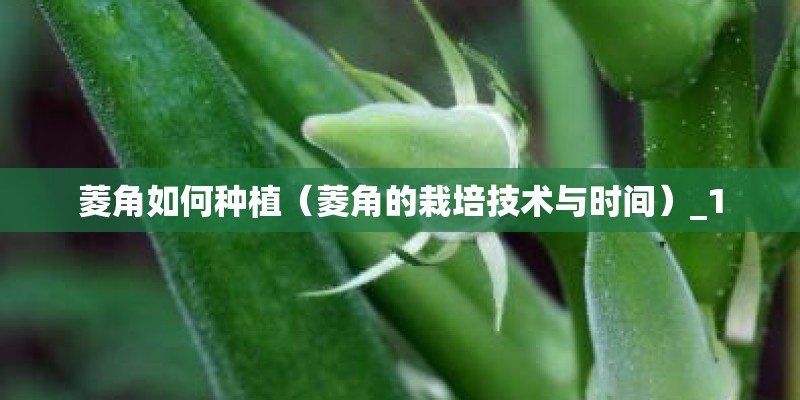 菱角如何种植（菱角的栽培技术与时间）_1