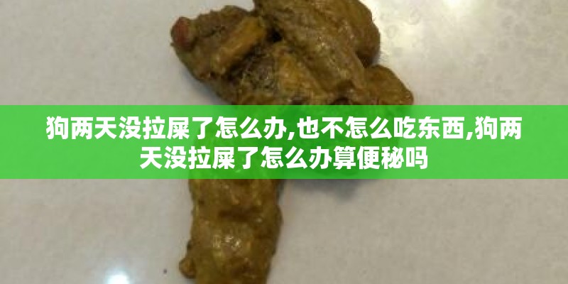 狗两天没拉屎了怎么办,也不怎么吃东西,狗两天没拉屎了怎么办算便秘吗