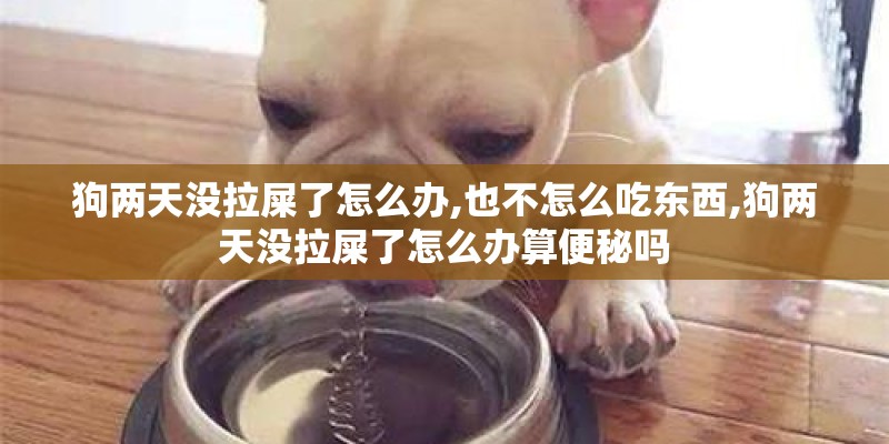 狗两天没拉屎了怎么办,也不怎么吃东西,狗两天没拉屎了怎么办算便秘吗