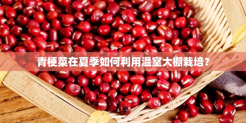 青梗菜在夏季如何利用温室大棚栽培？