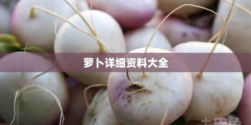 萝卜详细资料大全