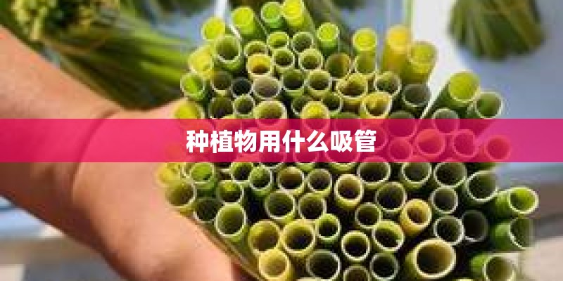 种植物用什么吸管