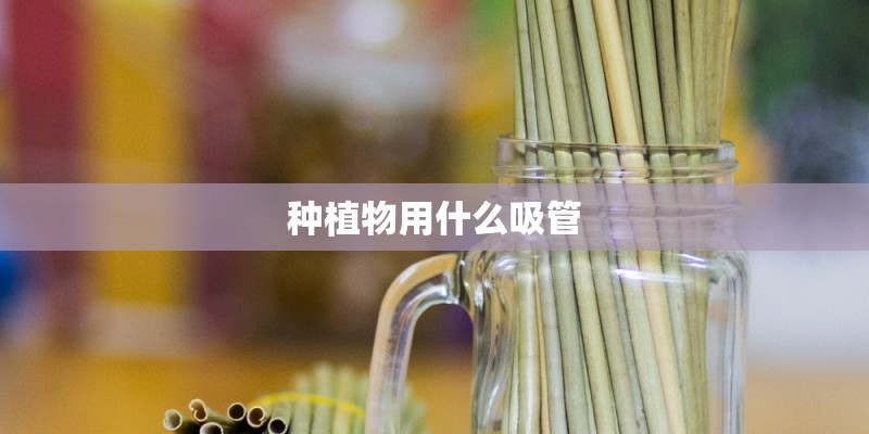 种植物用什么吸管