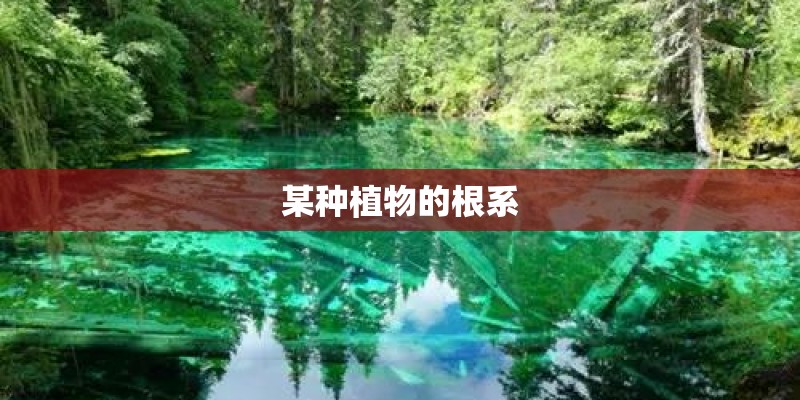 某种植物的根系
