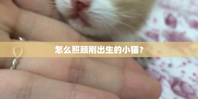 怎么照顾刚出生的小猫？