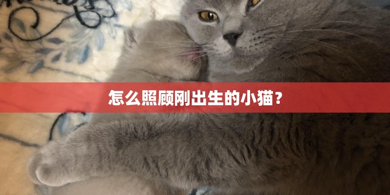 怎么照顾刚出生的小猫？
