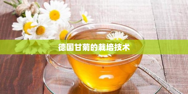 德国甘菊的栽培技术