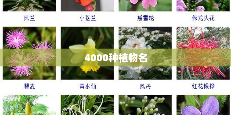 4000种植物名