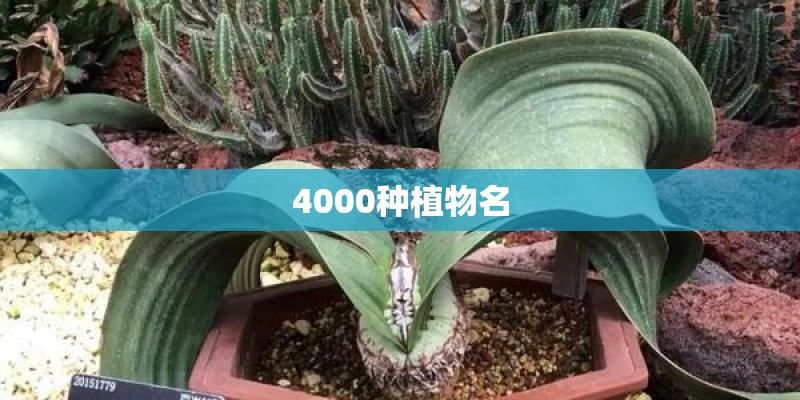 4000种植物名