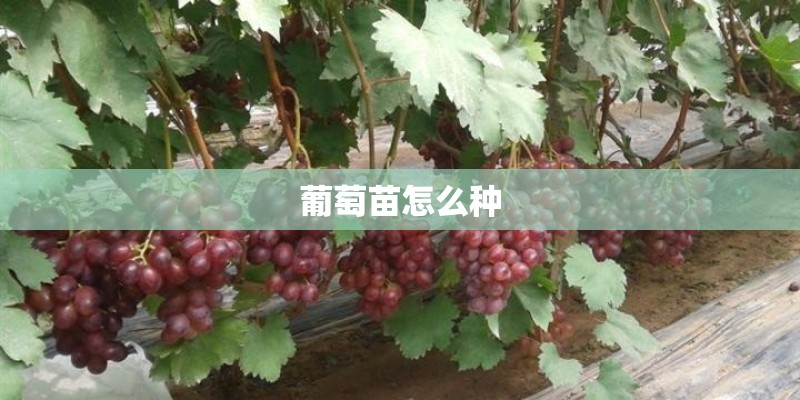 葡萄苗怎么种