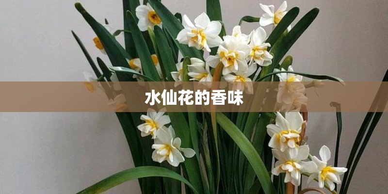 水仙花的香味