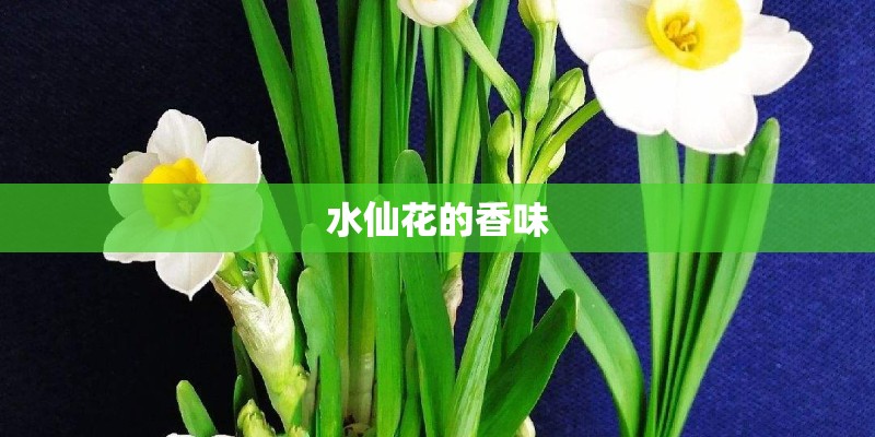 水仙花的香味