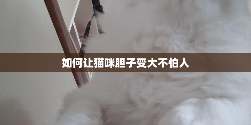 如何让猫咪胆子变大不怕人