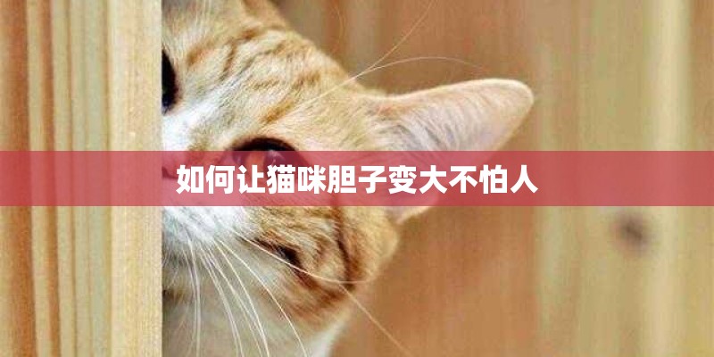 如何让猫咪胆子变大不怕人