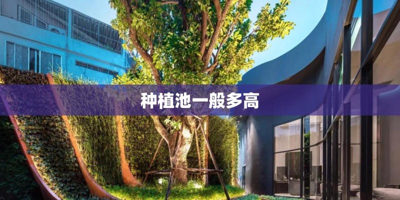种植池一般多高