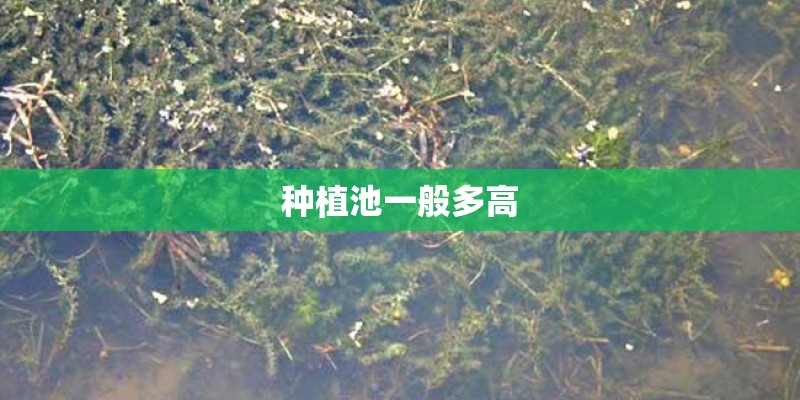 种植池一般多高