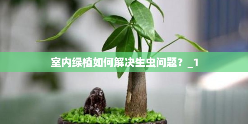 室内绿植如何解决生虫问题？_1