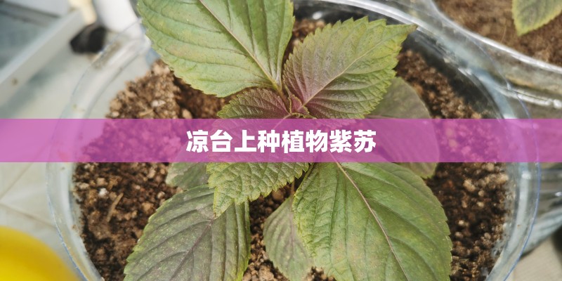 凉台上种植物紫苏