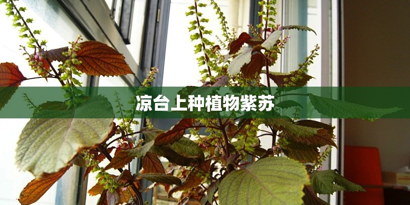 凉台上种植物紫苏