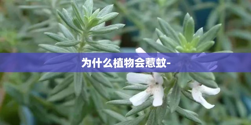 为什么植物会惹蚊-