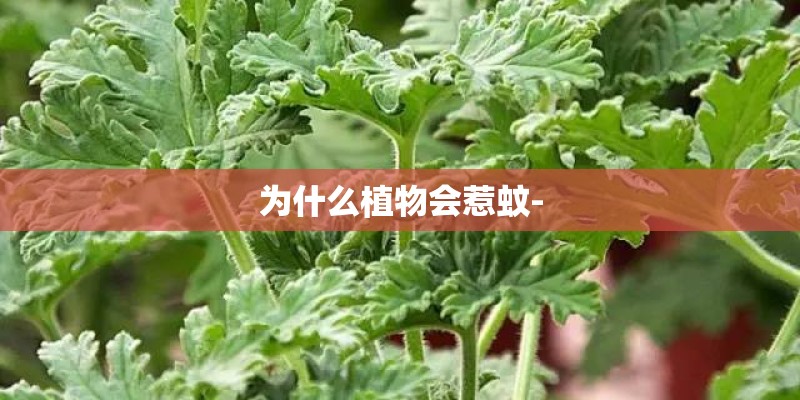 为什么植物会惹蚊-